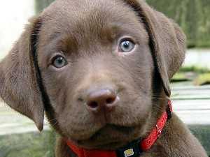 Echo pup